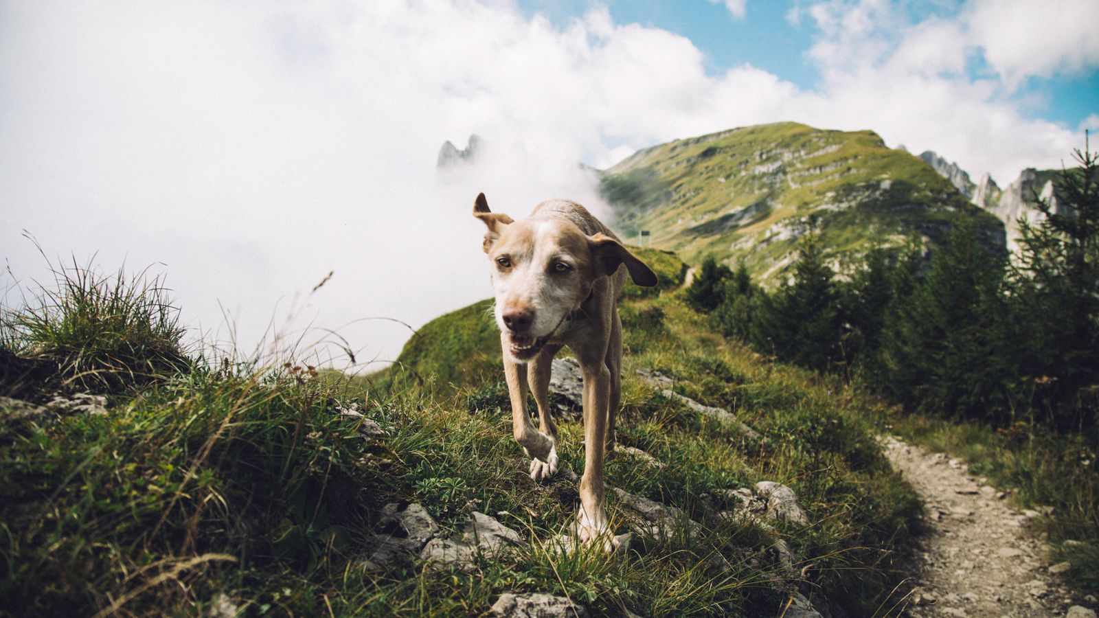 A happy brown and white dog hiking a rocky mountain path in Switzerland