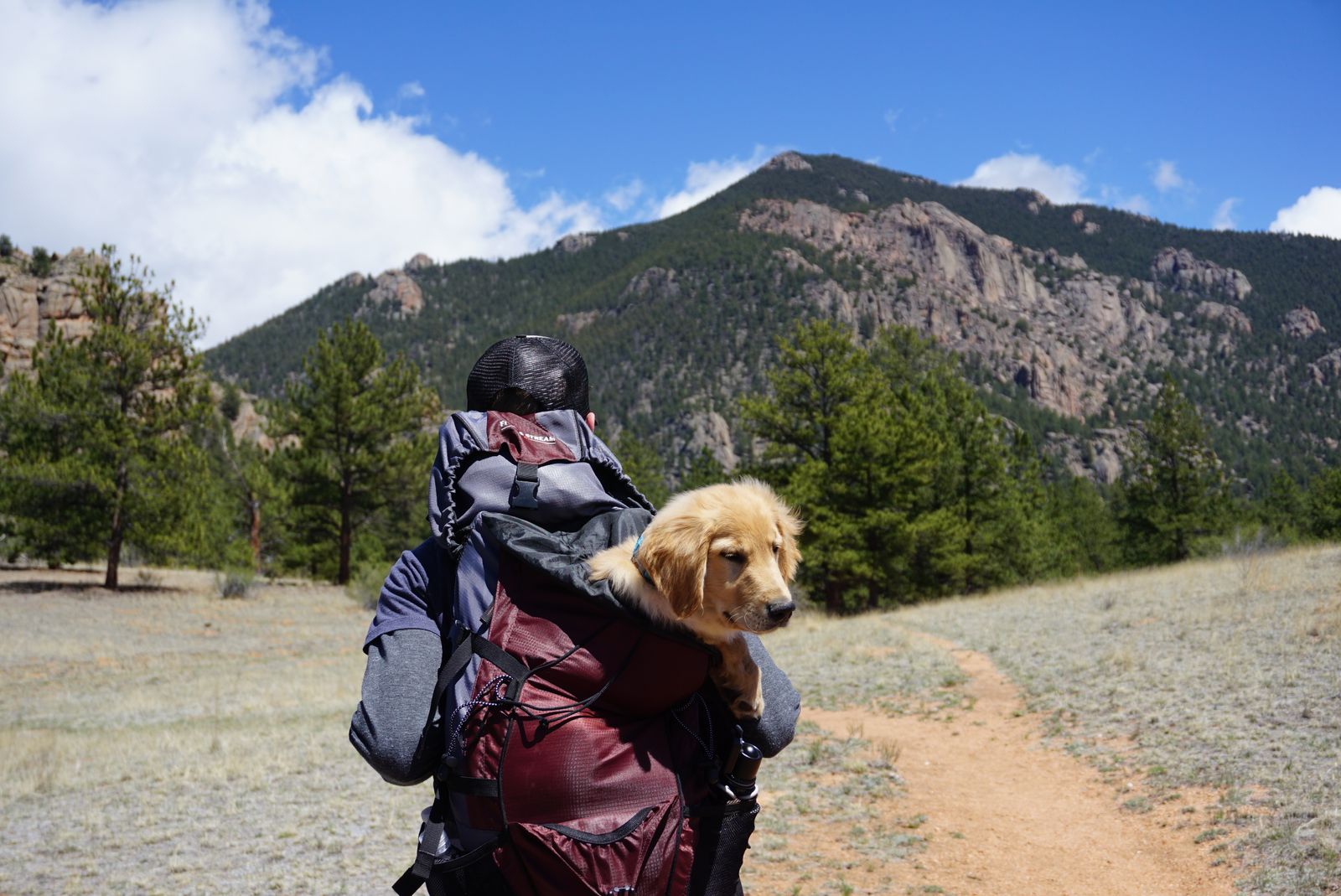 How to carry a dog when hiking: a backpacker carrying a Labrador puppy in a pack on a mountain trail
