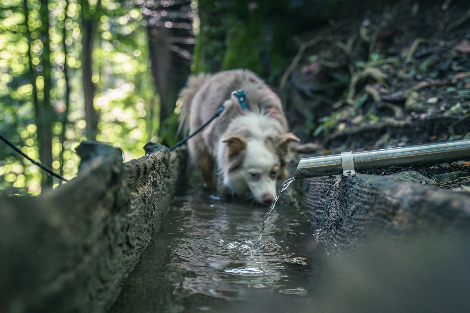 Dog friendly hikes with water: a dog drinking from a stream in the woods