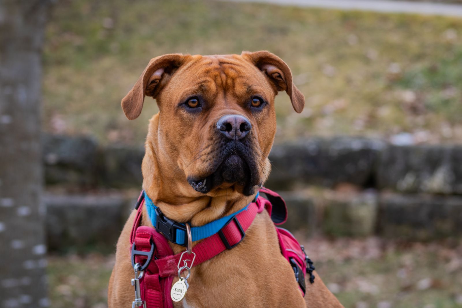 Dog hiking harness: a focused boxer wearing a red harness outdoors