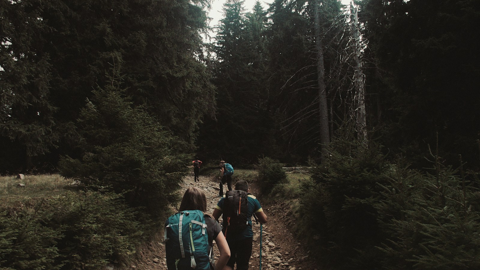 Group of hikers trekking a forest trail together, a safer way to night hike