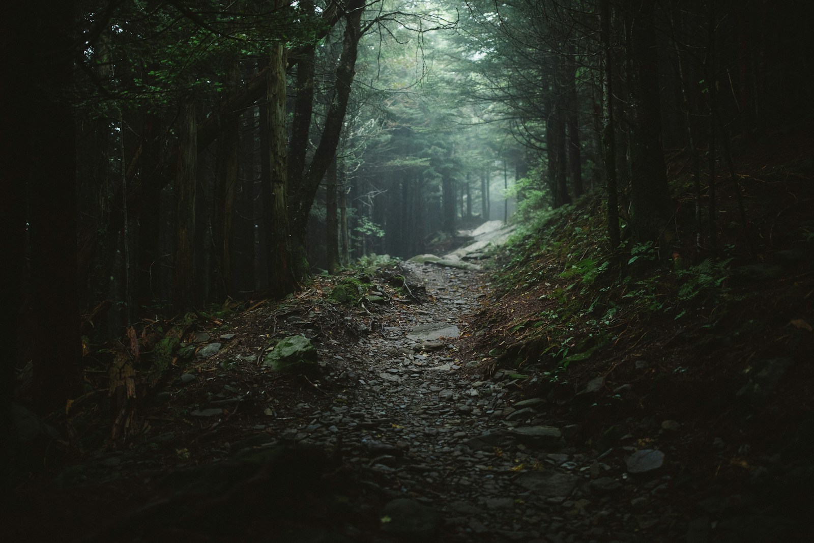 Dark forest trail at night, the terrain a High Beam LED light hiking boot is built for