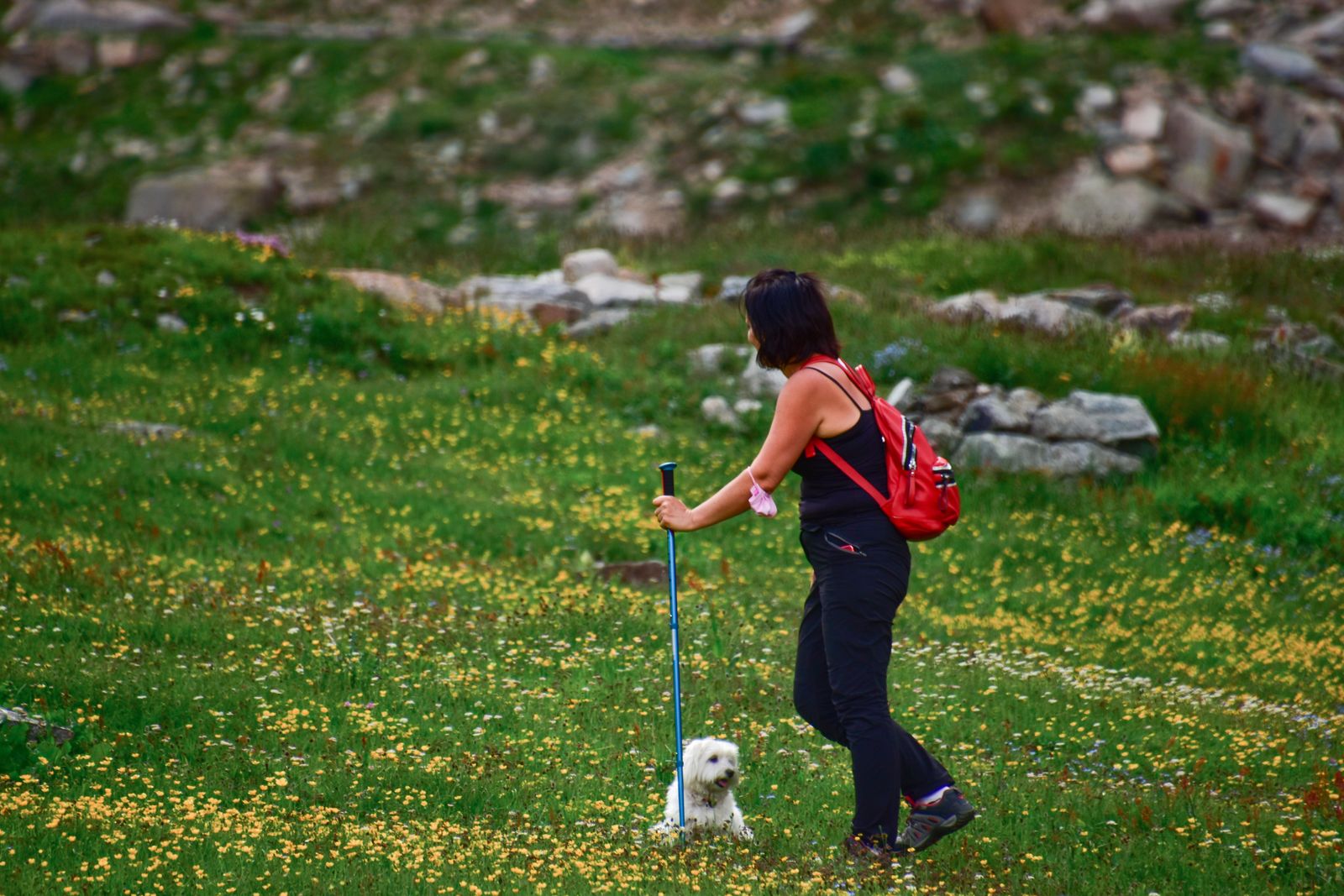 Hiker with a red backpack walking her dog through a field of wildflowers