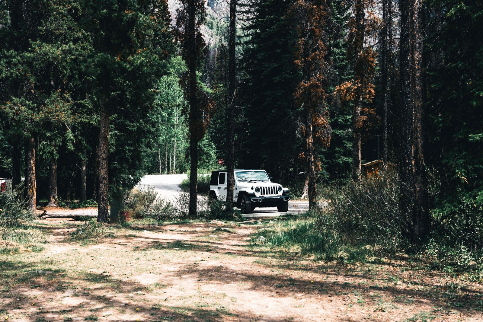 White SUV parked among green trees in Banff National Park, one of many hiking cars at mountain trailheads
