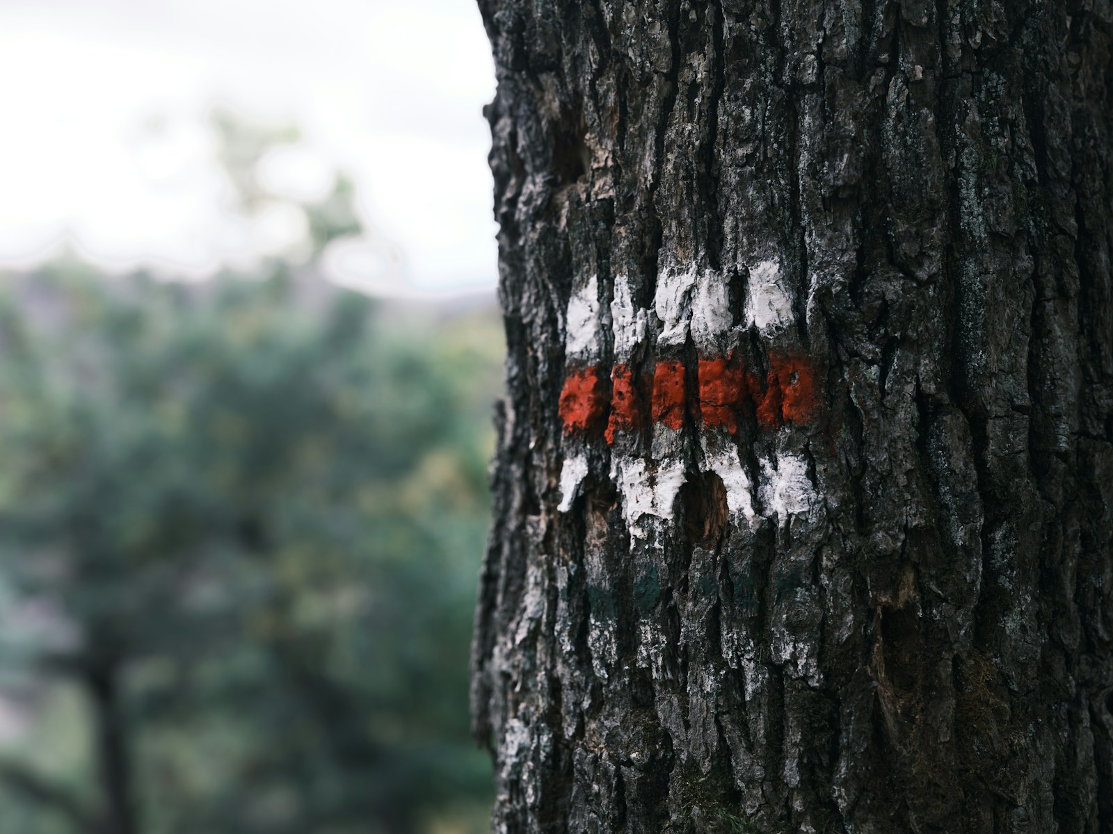 Painted trail marker on a tree trunk, a classic quiz hiking question