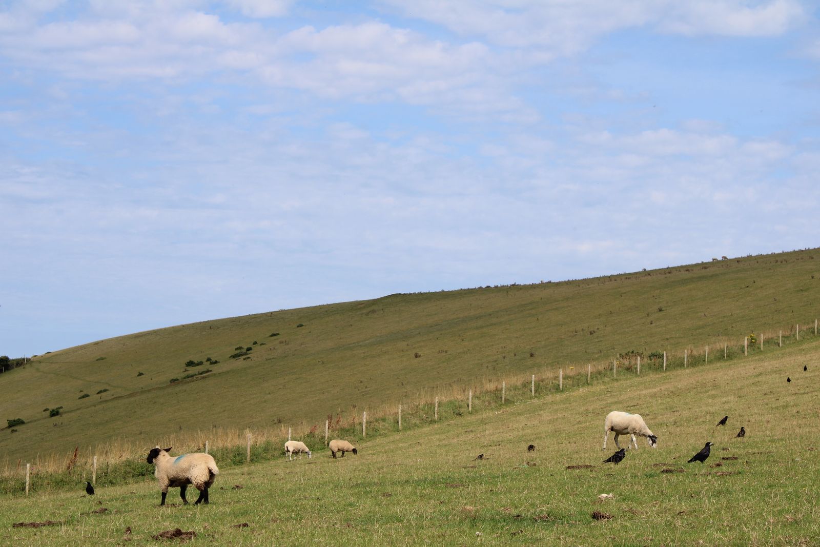 Sheep grazing on green rolling hills, where dogs must be kept on a short lead