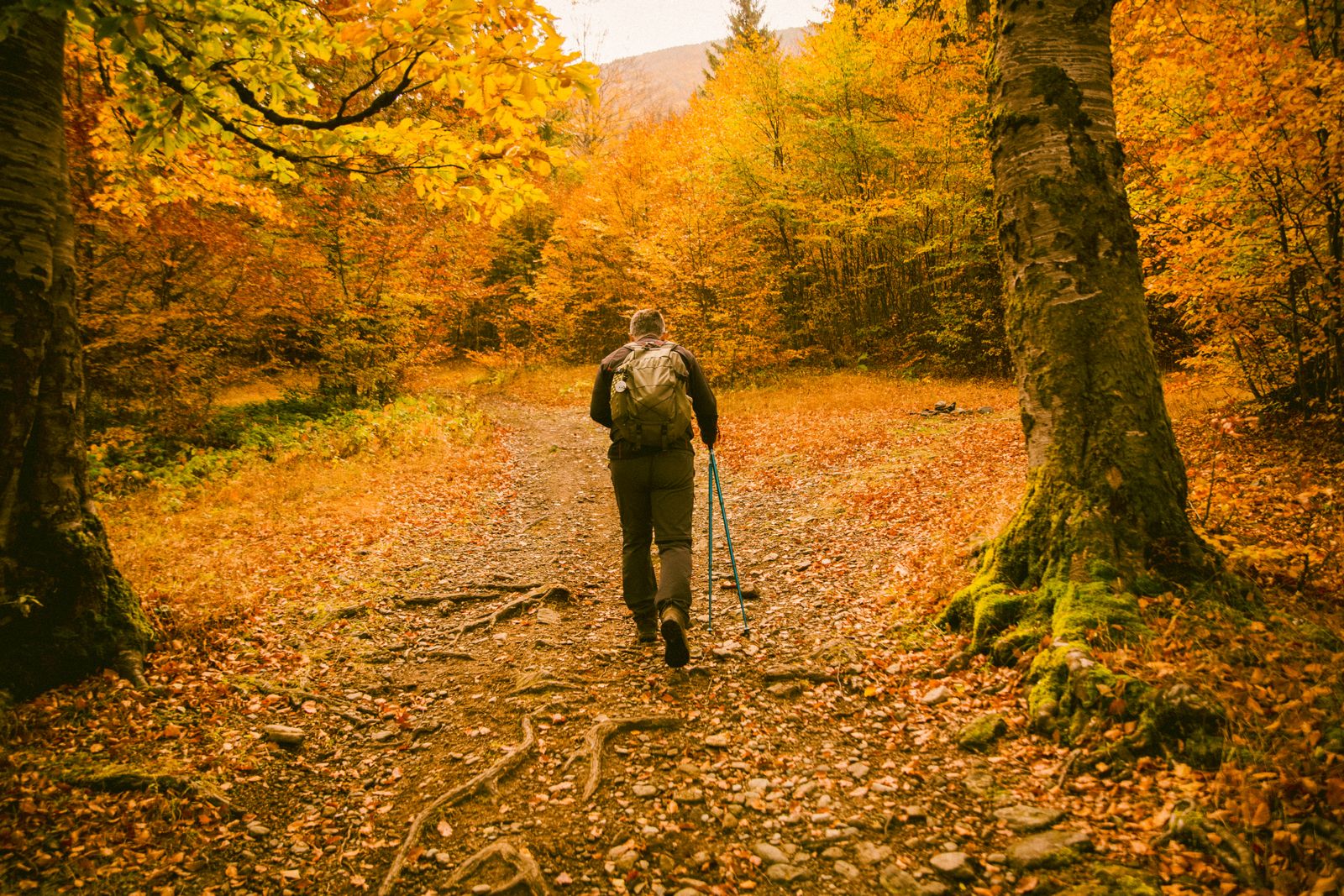 Man walking an easy autumn forest path, the kind of gentle route where a wooden walking stick cane works well